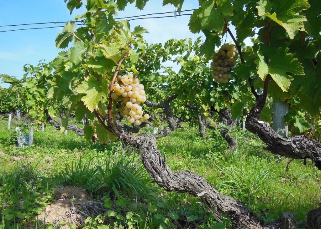 Grappe aux Déronnières, septembre 2015
