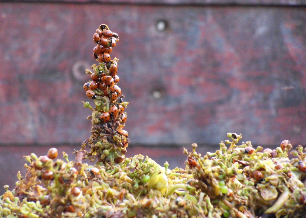 Coccinelles sur le marc