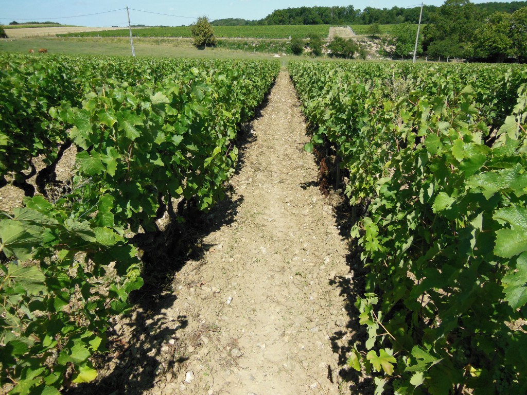 Sol sec lors de l'Eté 2015